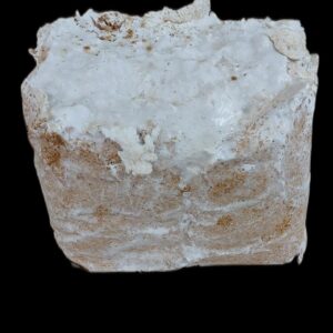 Konings Oesterzwam  XXL verpakking