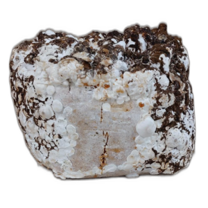 Shiitake blok   XXL verpakking