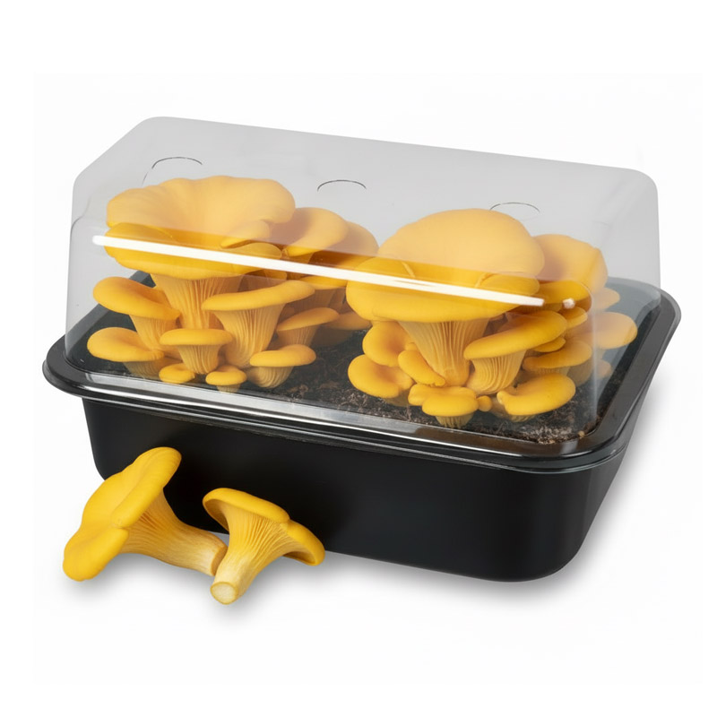 Gele-oesterzwam-voor Gele Oesterzwam - Image 1