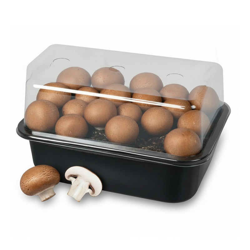 bruine-champignons-set Bruine Champignons - Image 1