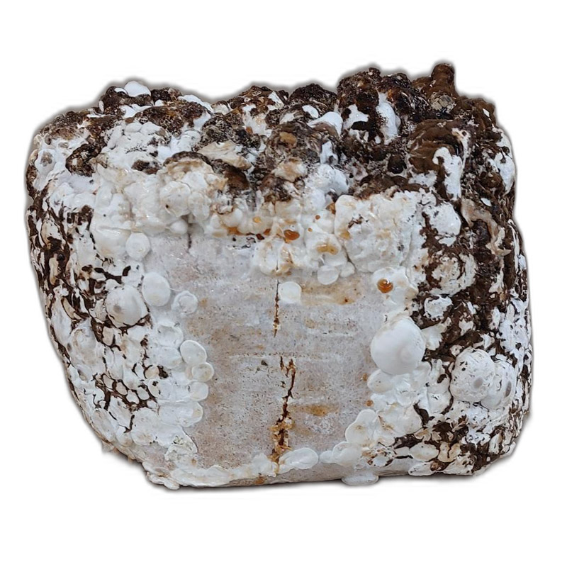 shiitake-e1667399908327 Lion Mane - Image 1