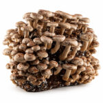 Shiitake